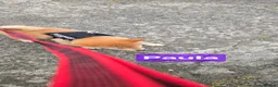 Japanese Shiba Inu dogs for sale: 3 stunning Shiba Inu puppies  - Advert 6