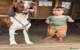 Bracco Italiano dogs for sale: Exciting litter Due September  - Image 10