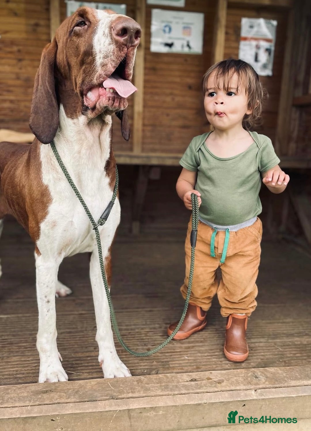 Bracco Italiano dogs for sale: Exciting litter Due September  - Image 10
