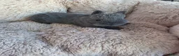 Netherland Dwarf rabbits for sale: Netherland dwarf bunnies-new litter - Advert 3