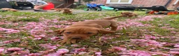 Mixed Breed dogs for sale: 8 beautiful red Vizslador puppies vizsla Labrador  in Ipswich - Advert 21