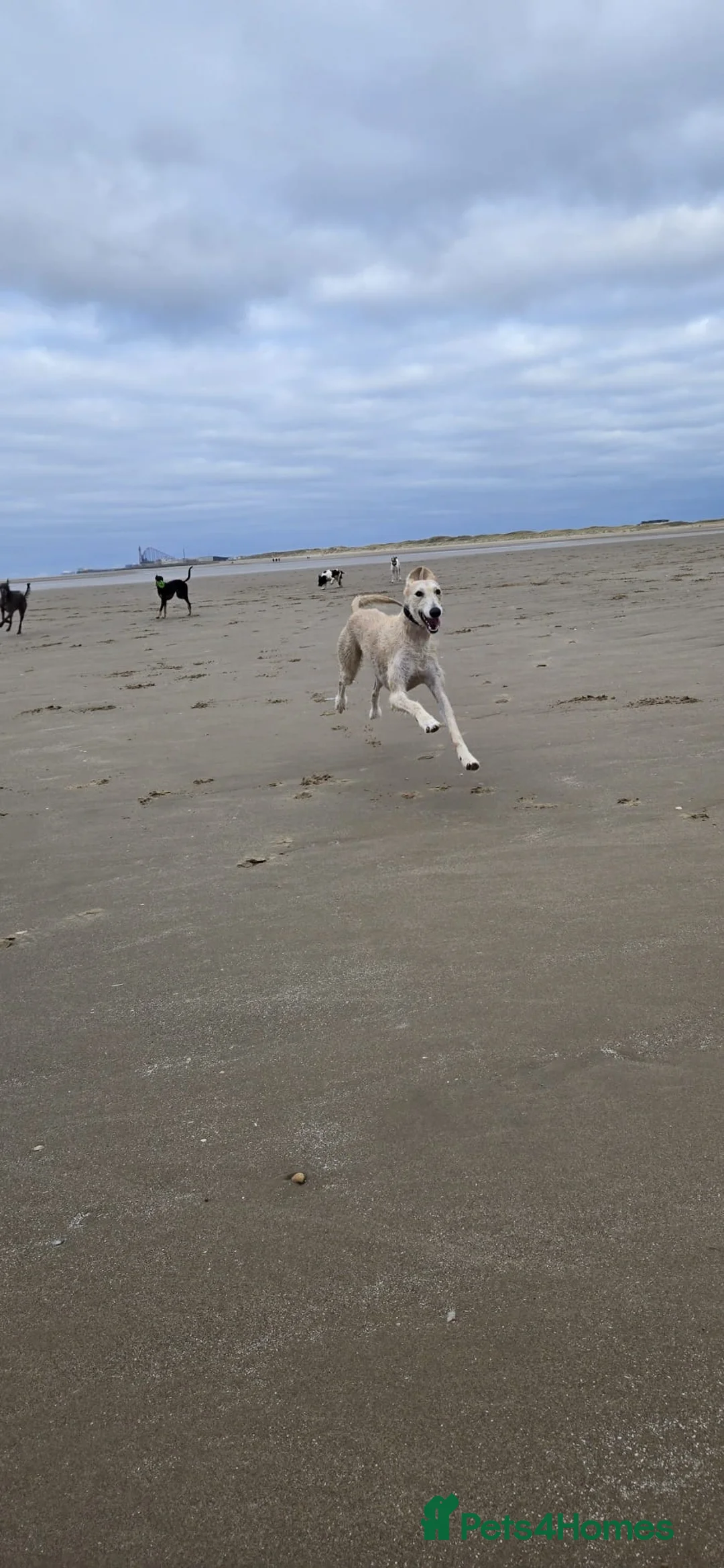 Mixed Breed dogs for sale: 2 yo Male Lurcher - Advert 2