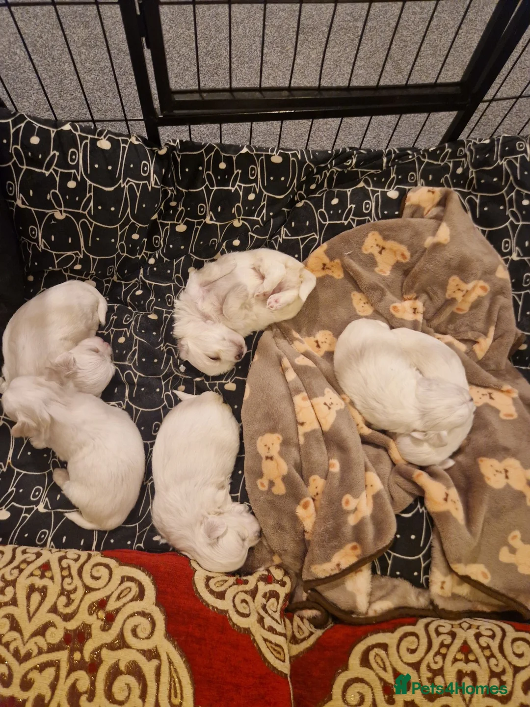 Maltese dogs for sale: Toy baby maltese  - Advert 2