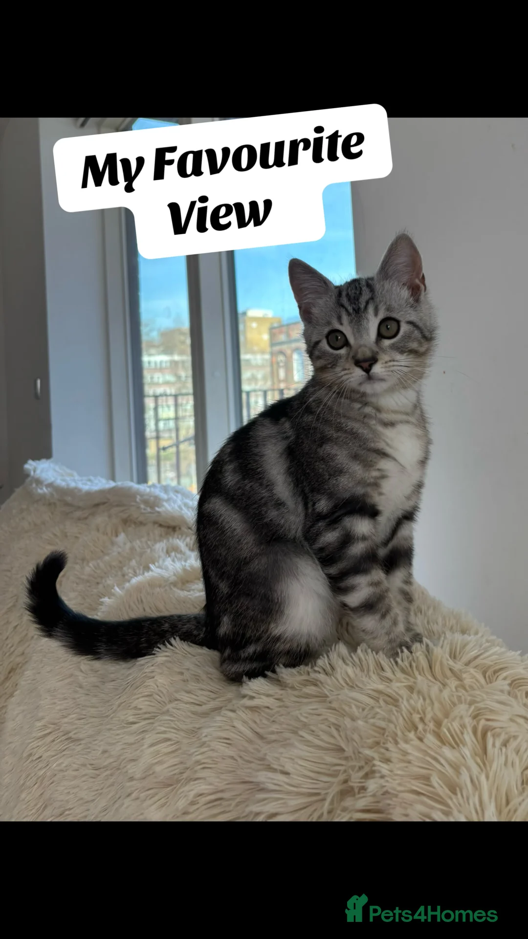 British Shorthair cats for sale: Light grey British short hair  - Advert 3