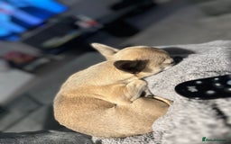 Chihuahua dogs for sale: Rocky - Image 5