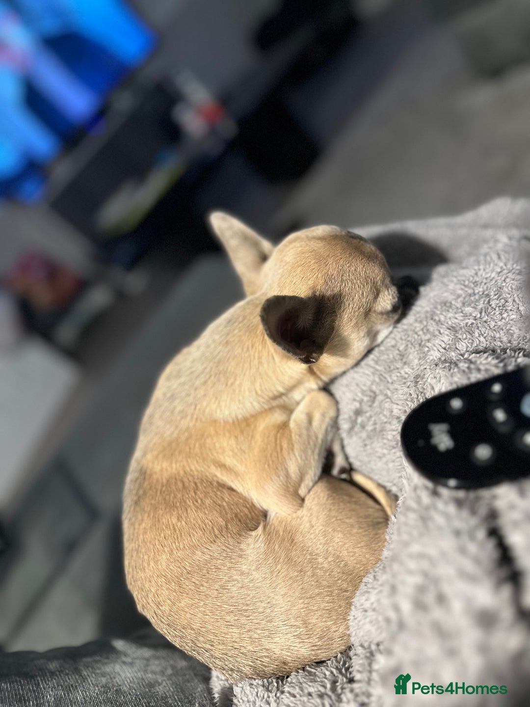 Chihuahua dogs for sale: Rocky - Image 5