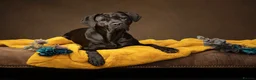 Cane Corso dogs for sale: Cane corso pups for sale - Advert 3