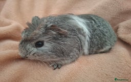 Guinea Pig rodents for sale: Lovely Mald Baby Guinea-pigs Ready Now  - Image 2