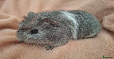 Guinea Pig rodents - Advert 9