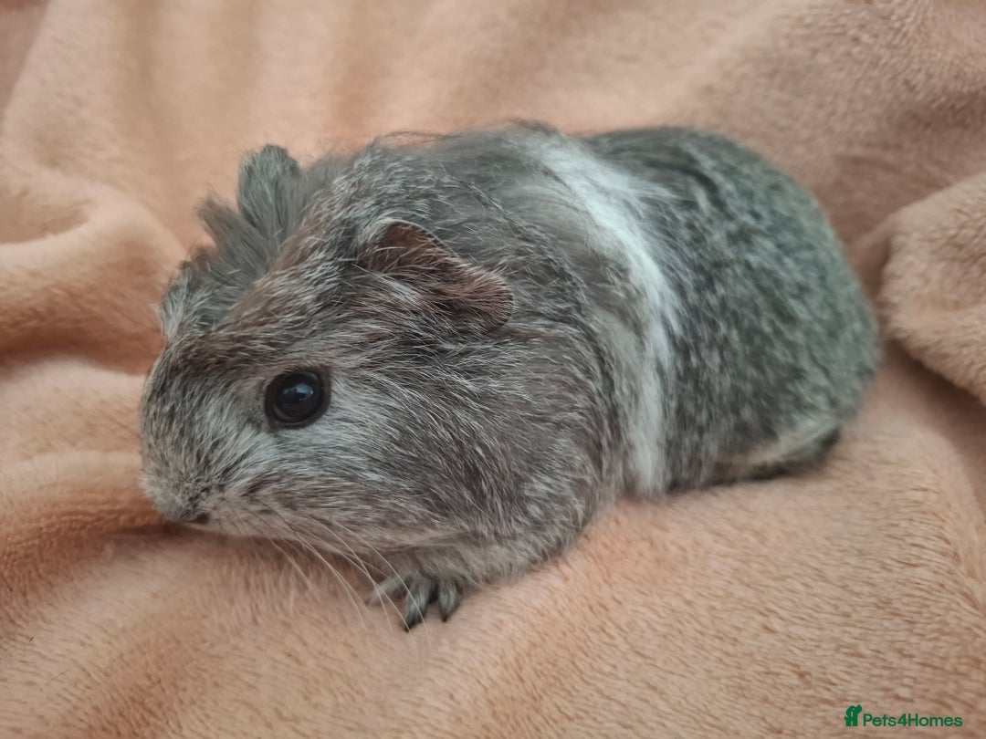 Guinea Pig rodents for sale: Lovely Mald Baby Guinea-pigs Ready Now  - Image 2