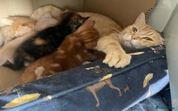 Mixed Breed cats for sale: Part Mainecoon Ginger Litter - Image 27