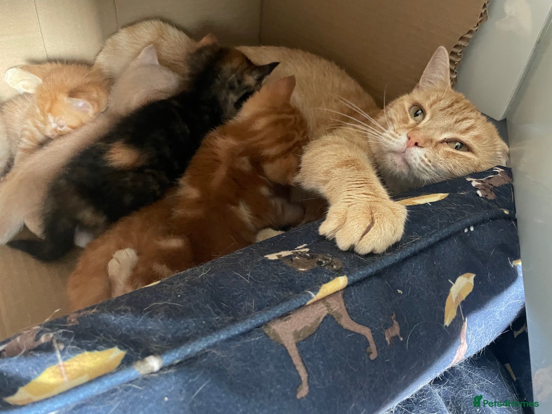 Mixed Breed cats for sale: Part Mainecoon Ginger Litter - Image 27