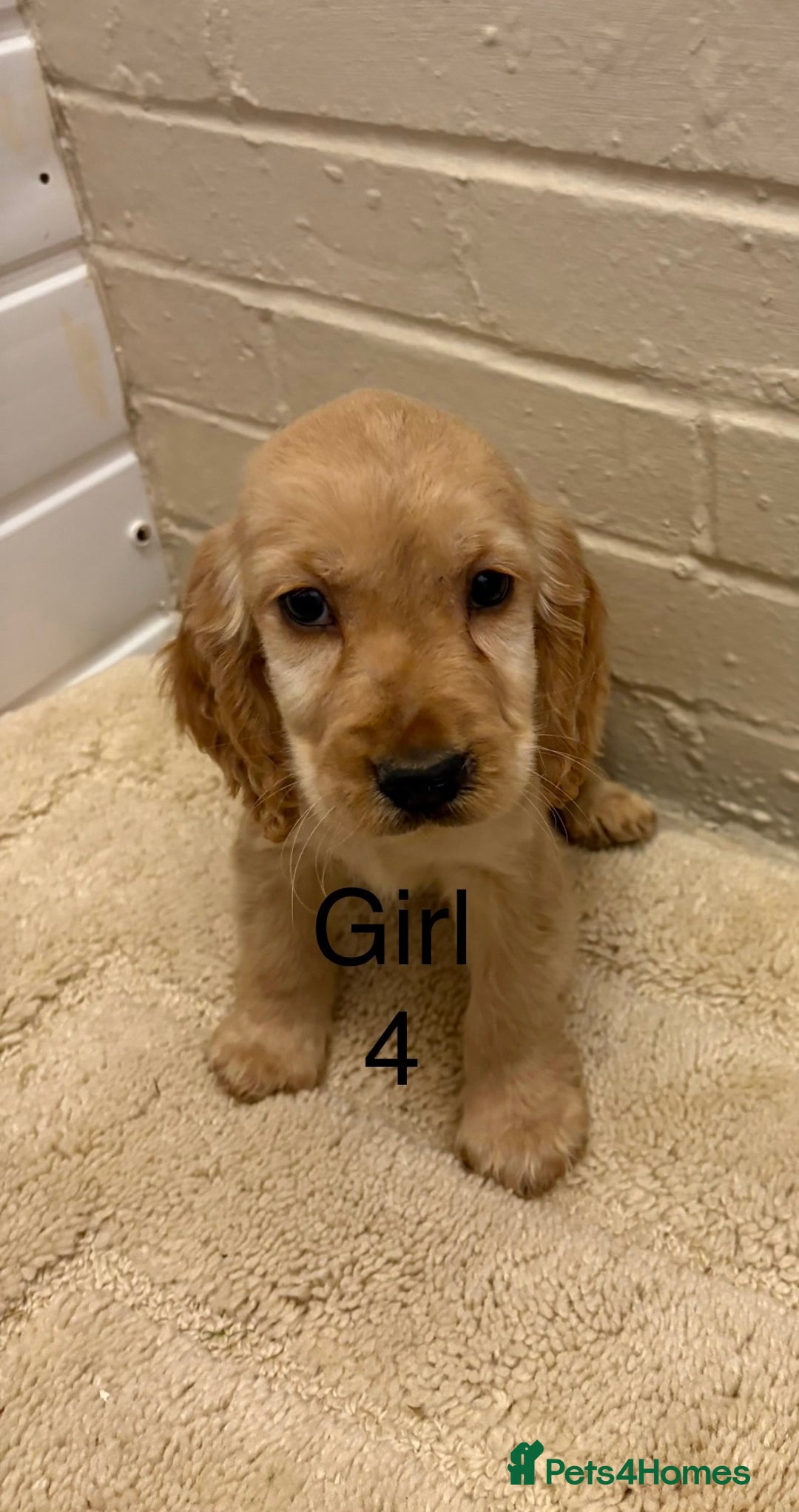 Cocker Spaniel dogs for sale: SHOW TYPE COCKER SPANIELS PUPPIES  - Advert 6