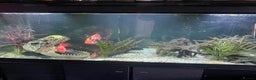 Cichlids fish for sale: Parrot fish x 2 1x random fish - Advert 3