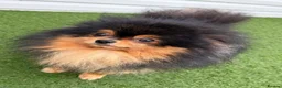 Pomeranian dogs for sale: RARE DOLL TEDDY KOREAN PUPPIES 🎀🧸🇰🇵🇷🇺 in Gosport - Advert 5