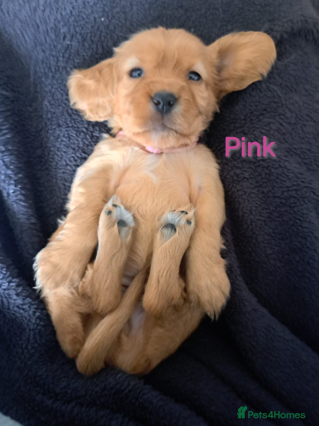 Cocker Spaniel dogs for sale: Cocker spaniel puppies - Image 7
