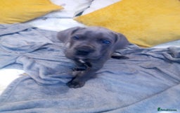 Great Dane dogs for sale: Blue Great Dane puppy Ready Now  - Image 3