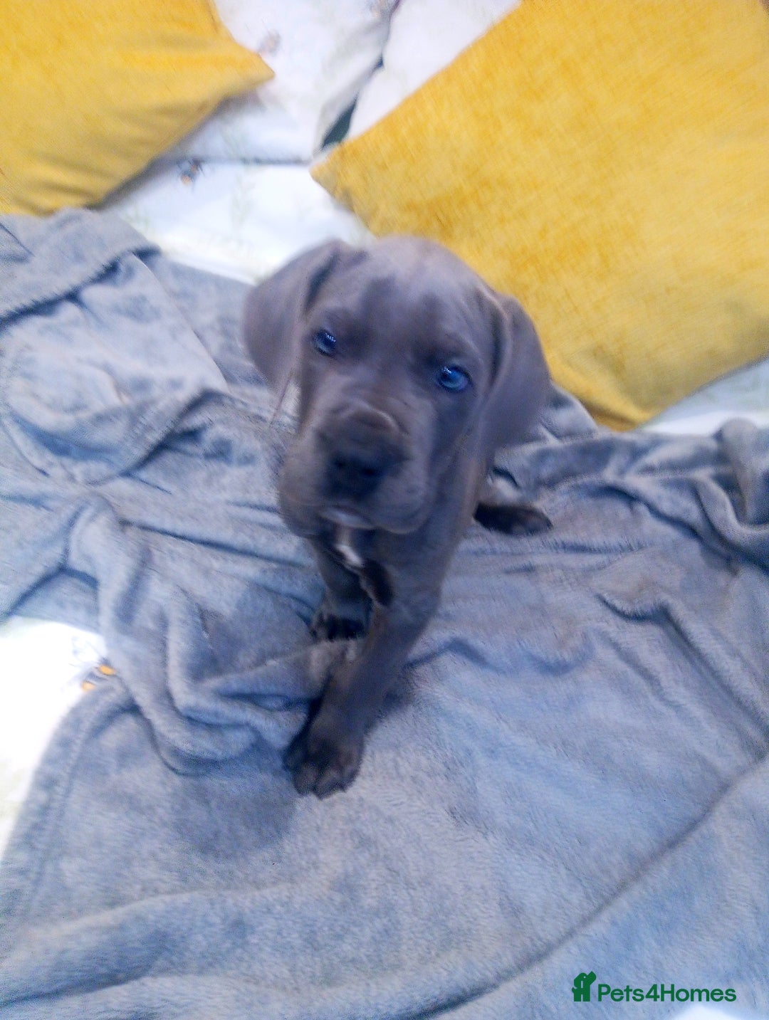Great Dane dogs for sale: Blue Great Dane puppy Ready Now  - Image 3