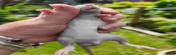 Rat rodents for sale: Beautiful blue and mink Dumbo rats - Advert 4