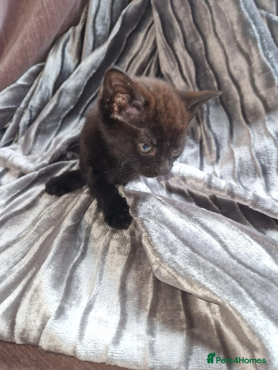 Mixed Breed cats for sale: Kittens for sale - Advert 5