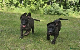 Belgian Shepherd Dog dogs for sale: Dutch Pure Bred Shepherd Puppies  - Image 6