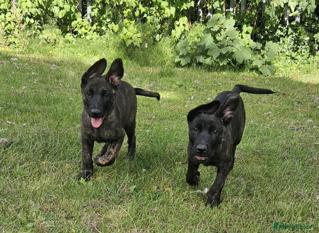 Belgian Shepherd Dog dogs for sale: Dutch Pure Bred Shepherd Puppies  - Image 6