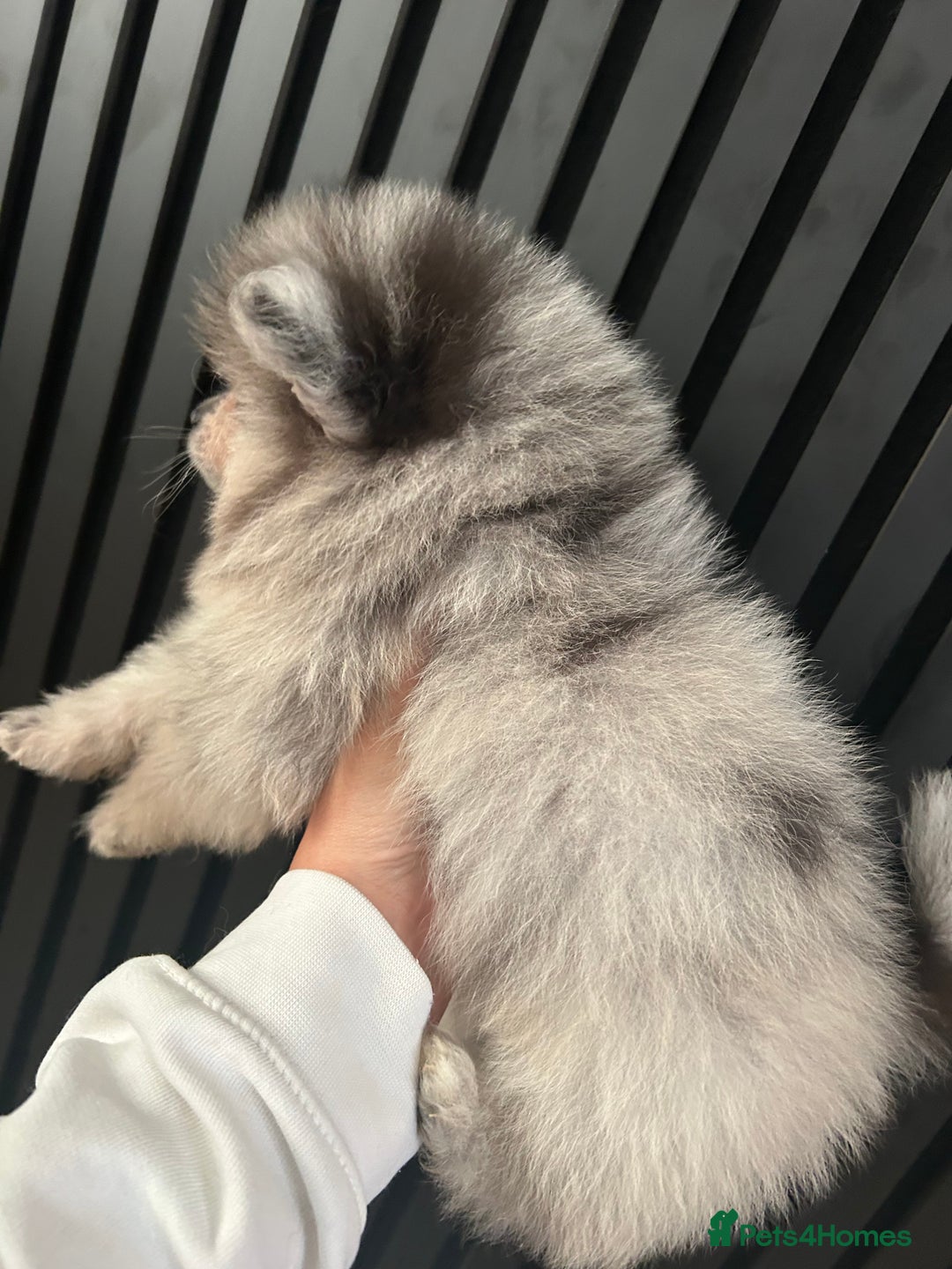 Pomeranian dogs for sale: Adorable bear faced fluffy merle Pomeranians - Image 19