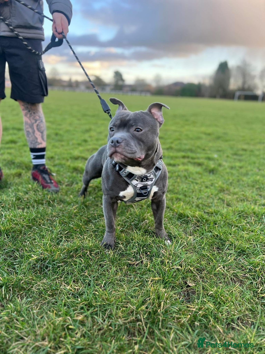Staffordshire Bull Terrier dogs for stud: Blue Staff KC registered  “Koba” stud  in Swadlincote - Advert 1