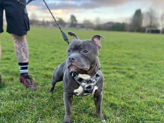 Staffordshire Bull Terrier dogs Blue Staff KC registered “Koba” stud in Swadlincote - Advert 8