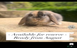 Mini Lop rabbits for sale: 🐰 LAST ONE! Stunning Harlequin Mini Lop Female  - Image 1