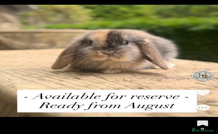 Mini Lop rabbits - Advert 6