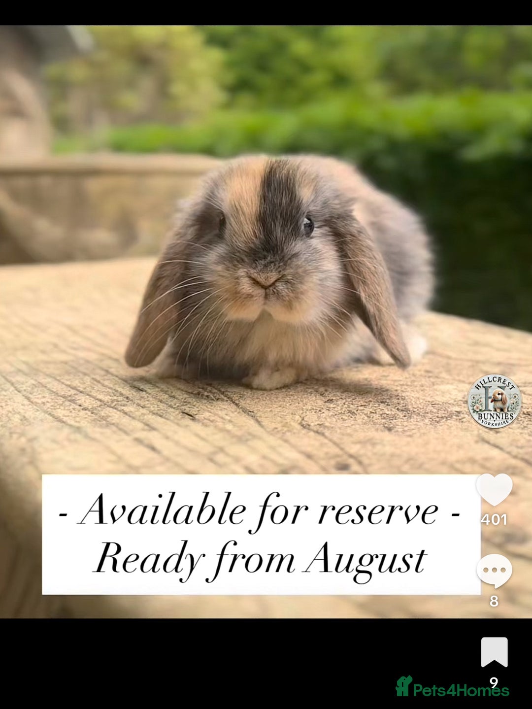 Mini Lop rabbits for sale: 🐰 LAST ONE! Stunning Harlequin Mini Lop Female  - Image 1