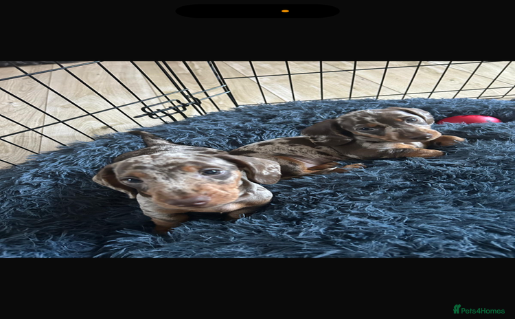 Miniature Dachshund dogs - Advert 8