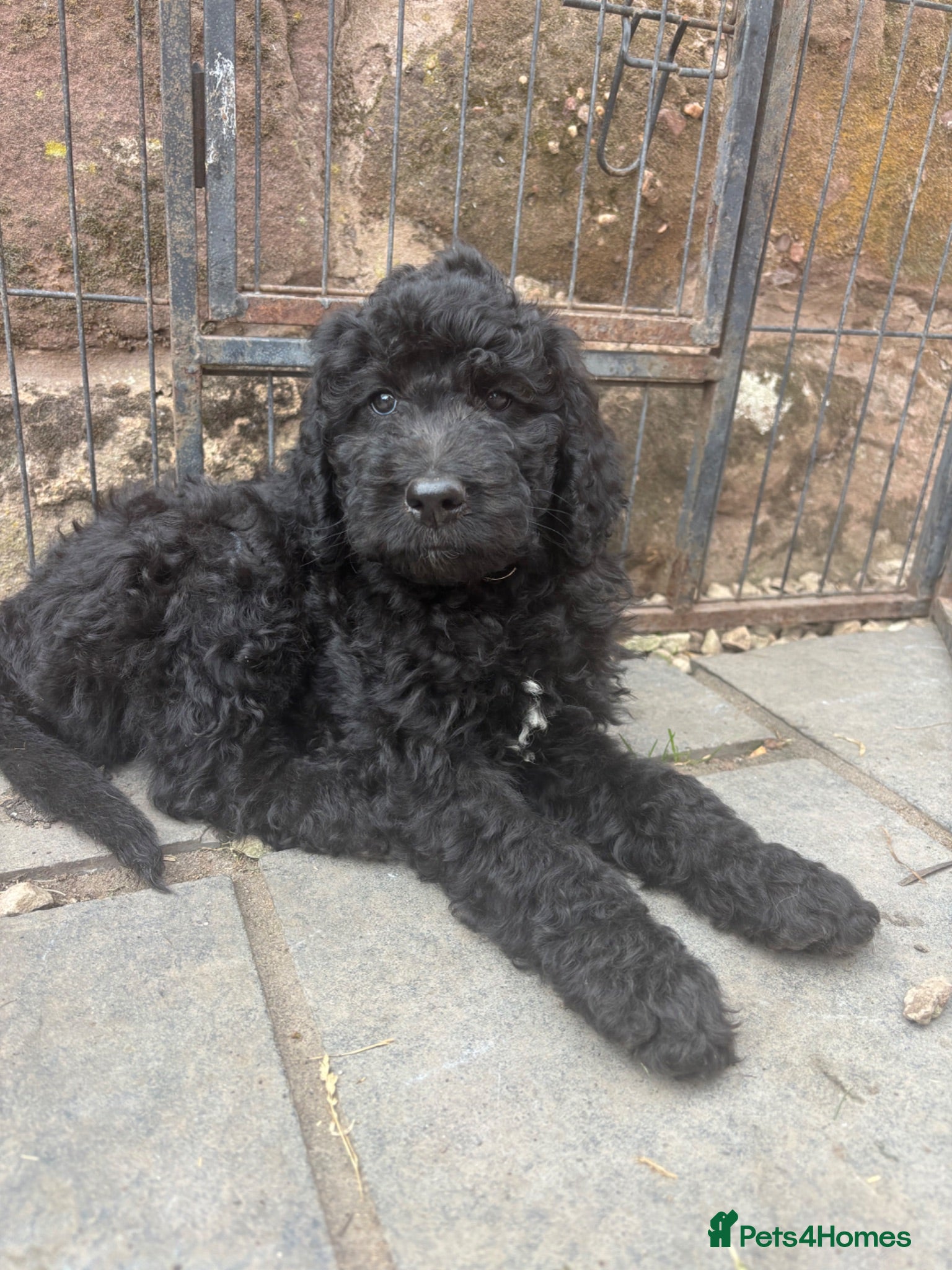 Goldendoodle dogs Beautiful Goldendoodles - Advert 1