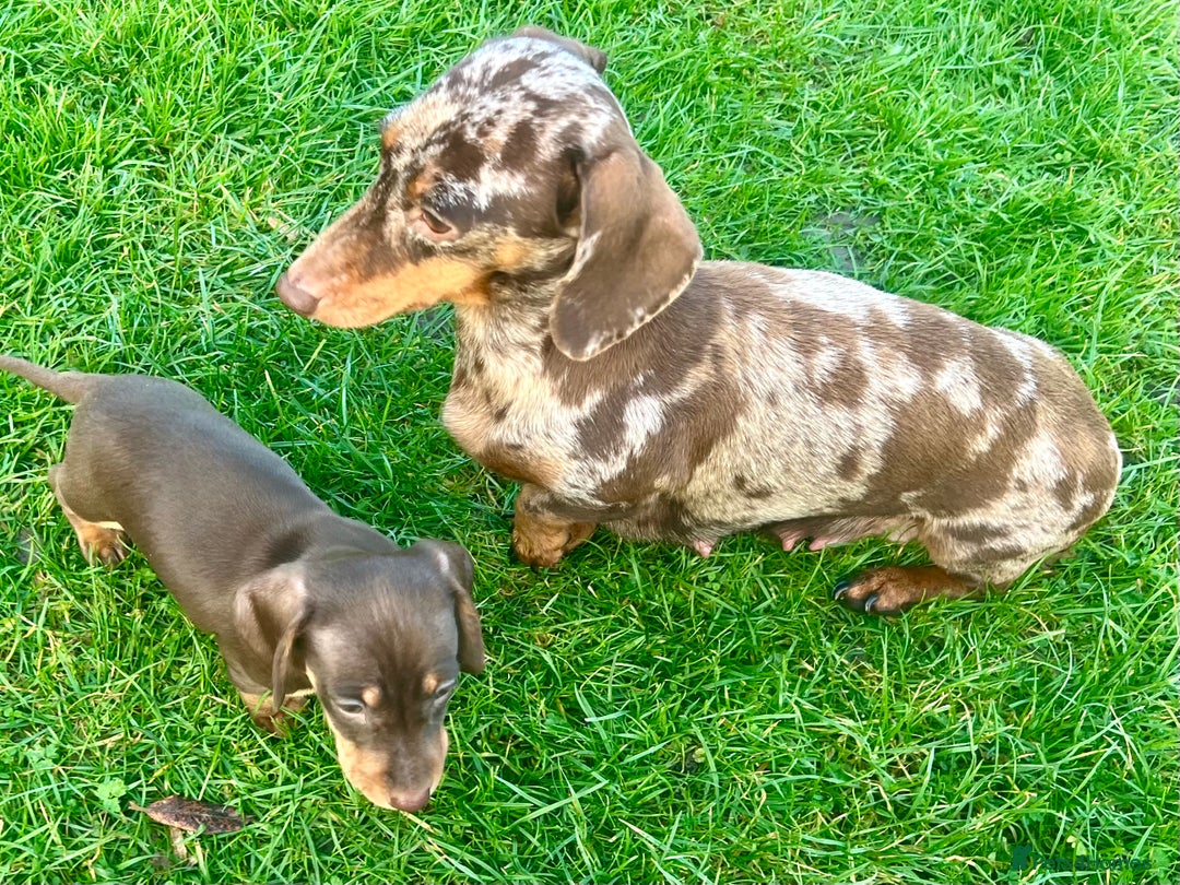 Miniature Dachshund dogs for sale: STUNNING MINI SMOOTH HAIR PRA CLEAR DACHSHUND PUPS - Advert 8