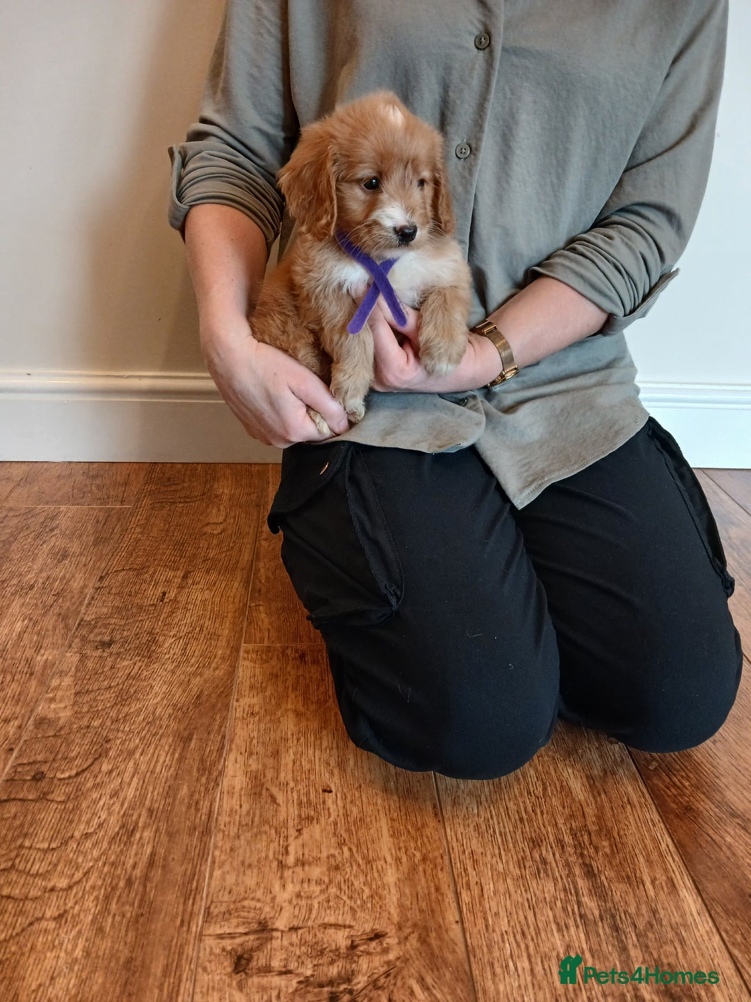 Cockapoo dogs for sale: Cockapoo puppies  - Advert 2