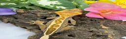 Gecko reptiles for sale: Crested Gecko Collection for sale  - Advert 10