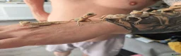 Bearded Dragon reptiles for sale: Hand tame in Pontypool - Advert 20