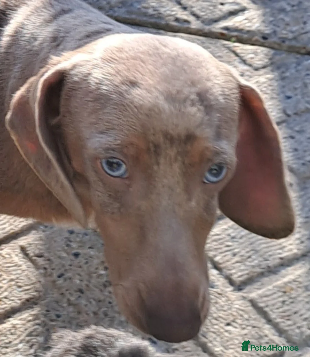 Miniature Dachshund dogs for stud: KC Dash PRA clear STUD DNA in pictures  in Ramsgate - Advert 26