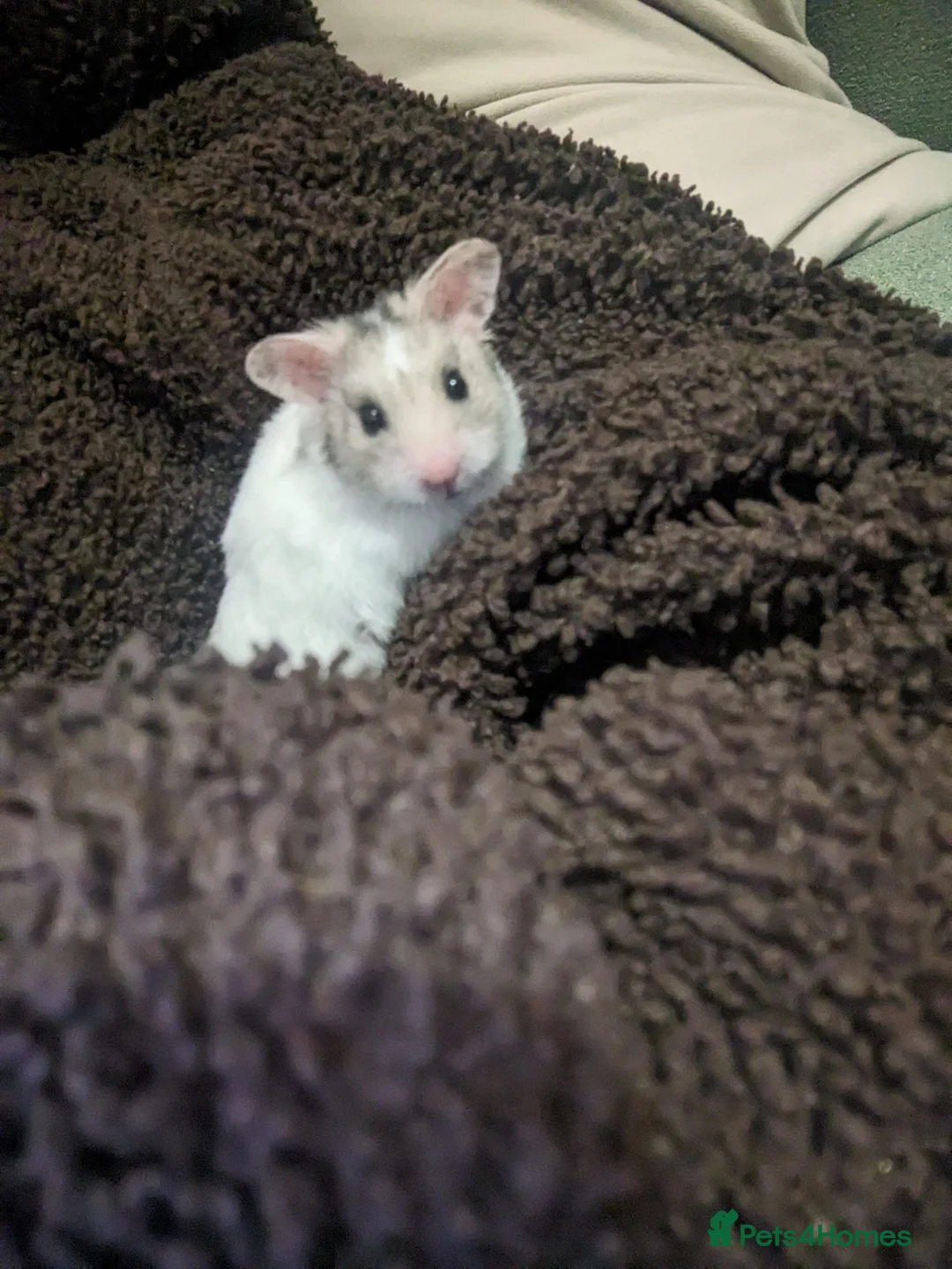 Hamster rodents for sale: hamster  - Advert 2