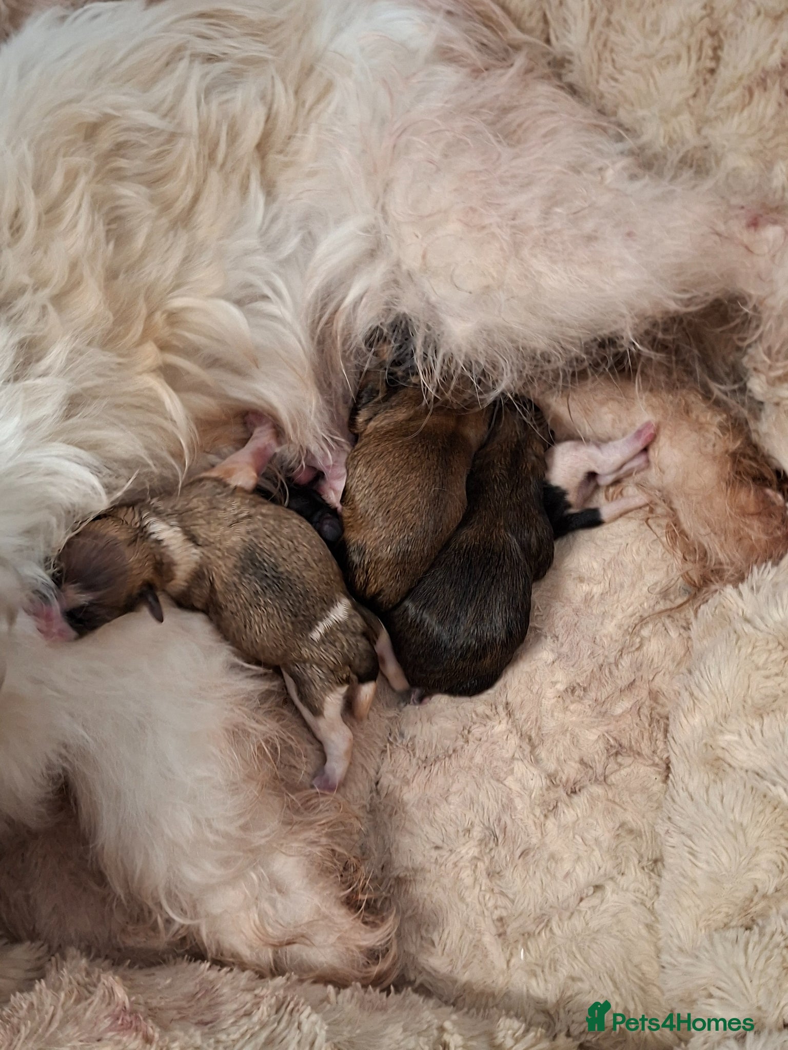 Lhasa Apso dogs Lhaso  - Advert 1