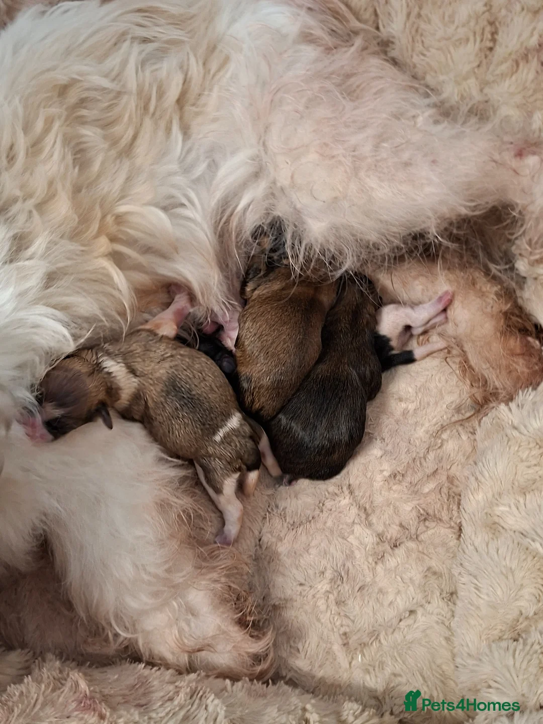 Lhasa Apso dogs for sale: Lhaso  - Advert 1