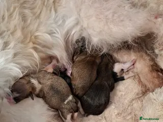 Lhasa Apso dogs Lhaso - Advert 1