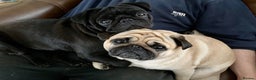 Pug dogs for stud: Health tested black pug stud  in Stevenage - Advert 12