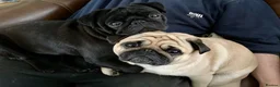 Pug dogs for stud: Health tested black pug stud  in Stevenage - Advert 12