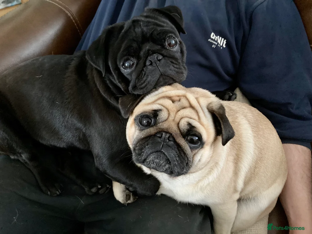 Pug dogs for stud: Health tested black pug stud  in Stevenage - Advert 12