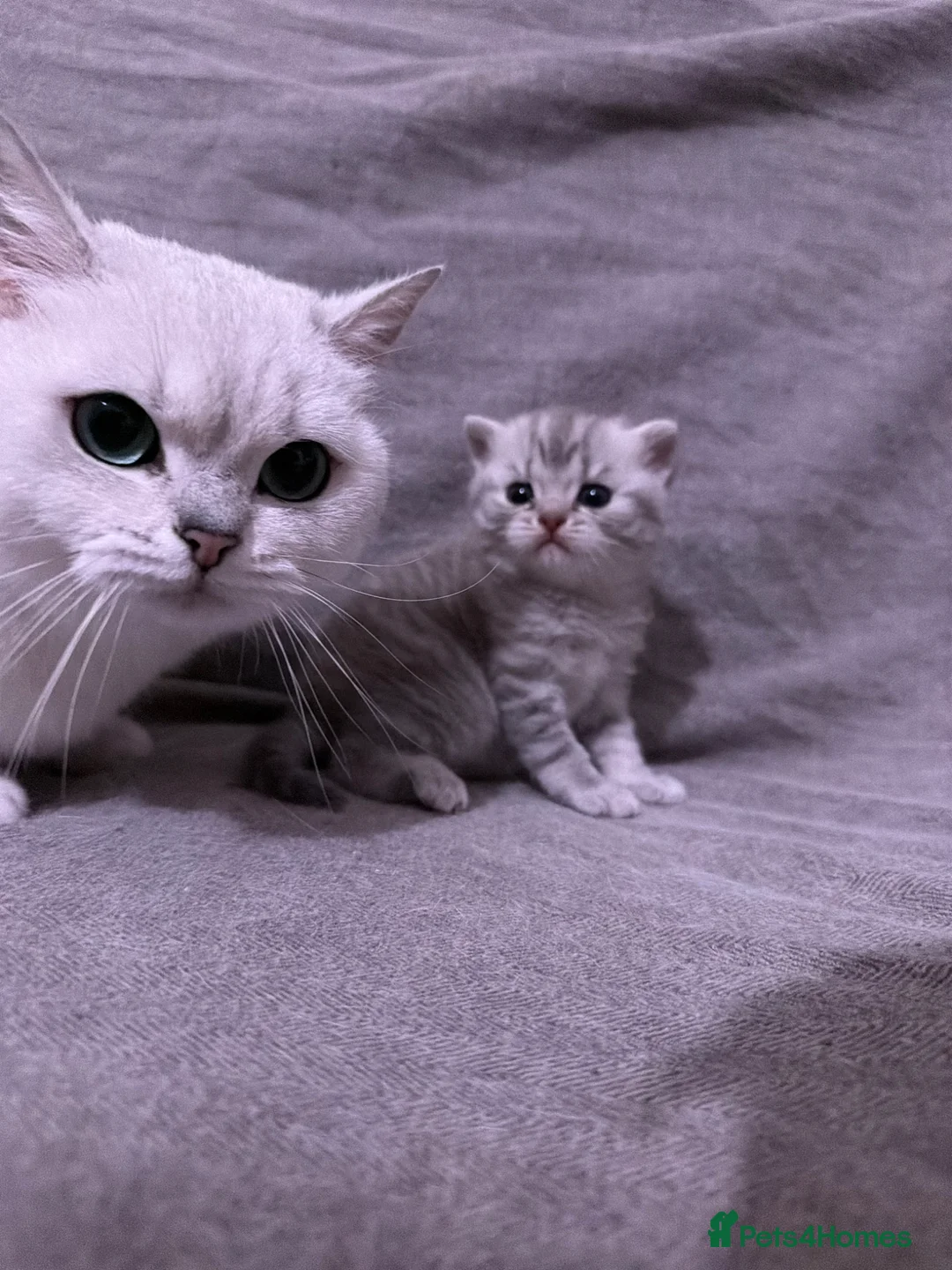 British Shorthair cats for sale: Rare coloured little boy in Rugeley - Advert 9