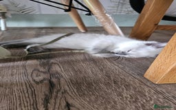 Ragdoll cats for sale: The last three cuddles - Image 4