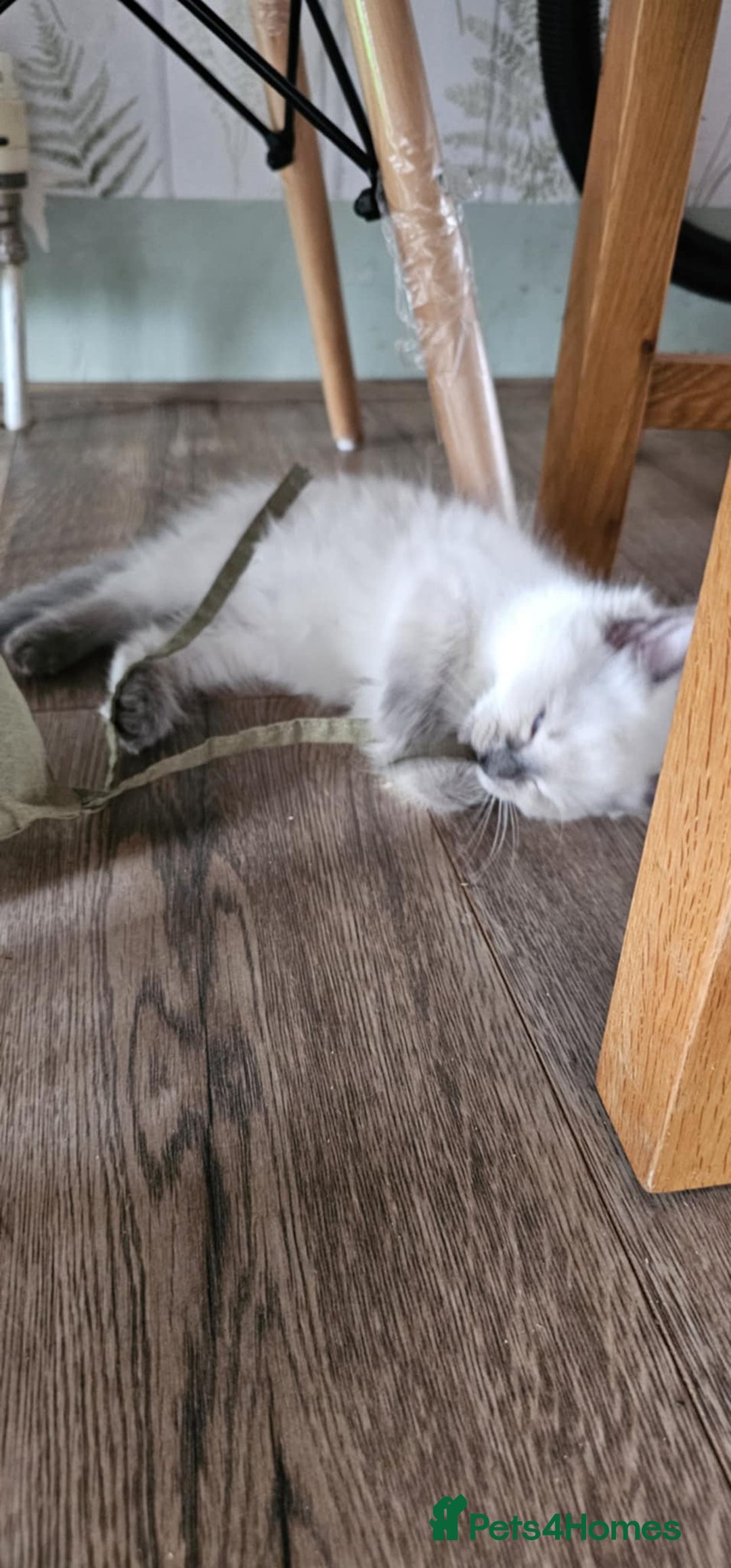 Ragdoll cats for sale: The last three cuddles - Image 4