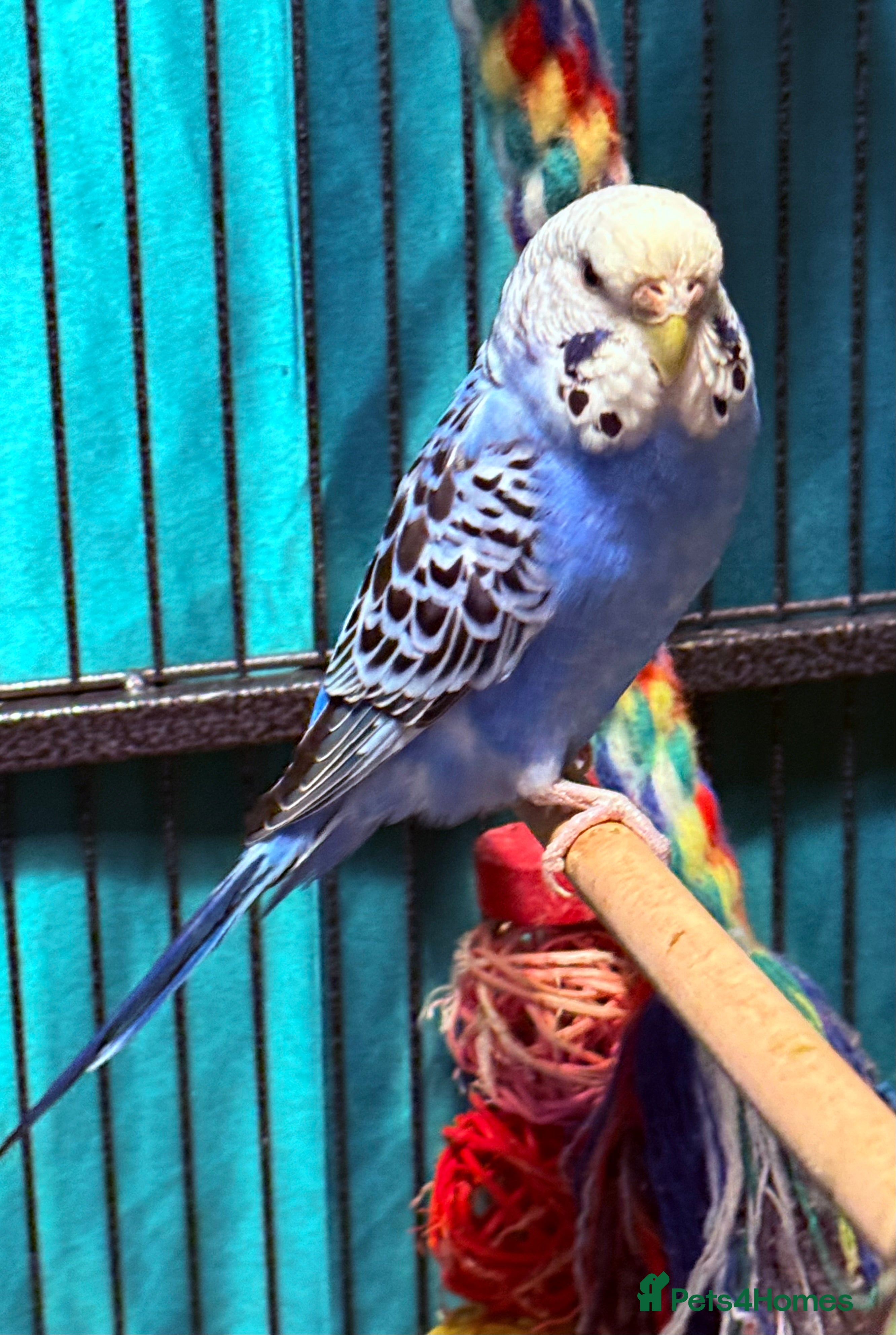 Budgerigars birds female budgies for sale 10 months old  - Advert 11